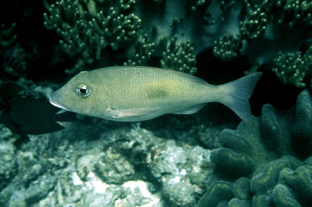 Lethrinus harak