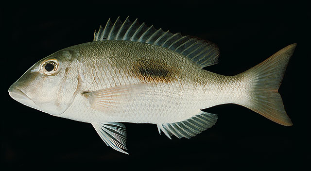 Lethrinus harak