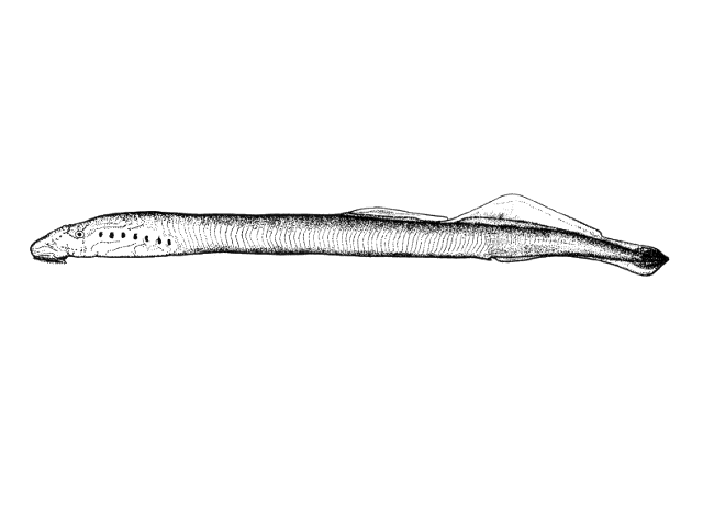 Lethenteron camtschaticum