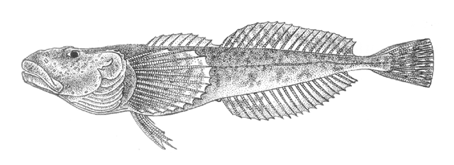 Leocottus kesslerii