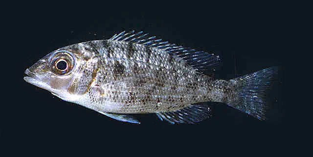 Lethrinus lentjan