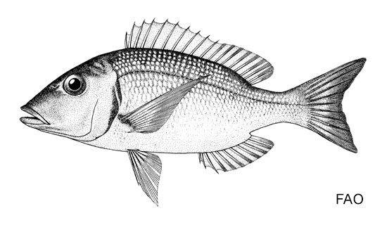 Lethrinus lentjan