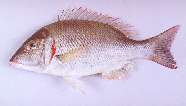 Lethrinus lentjan