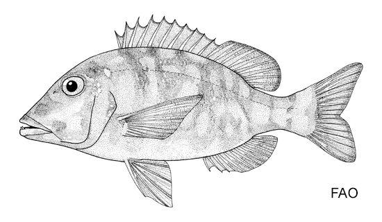 Lethrinus lentjan