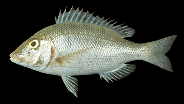 Lethrinus lentjan