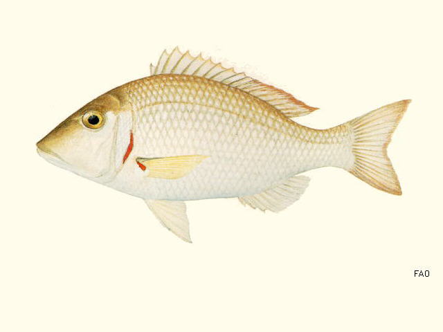 Lethrinus lentjan