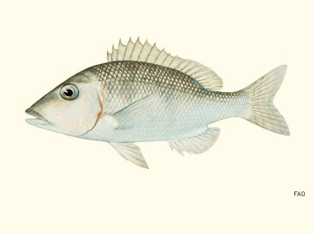 Lethrinus lentjan