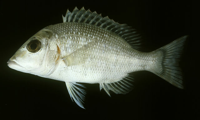 Lethrinus lentjan