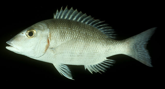 Lethrinus lentjan