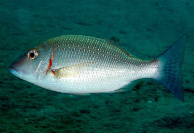 Lethrinus lentjan