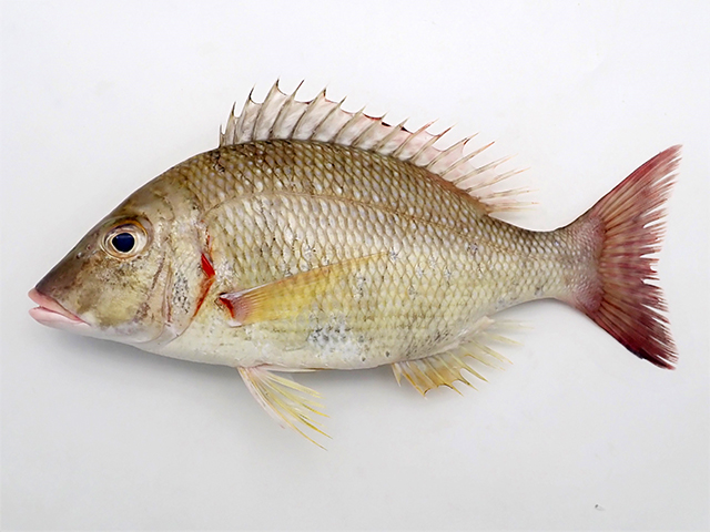 Lethrinus lentjan