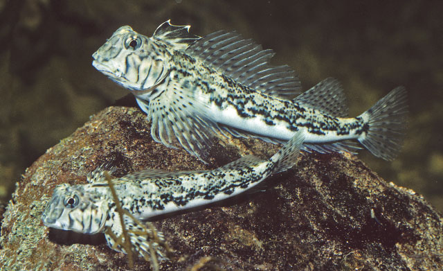 Lepidoblennius marmoratus