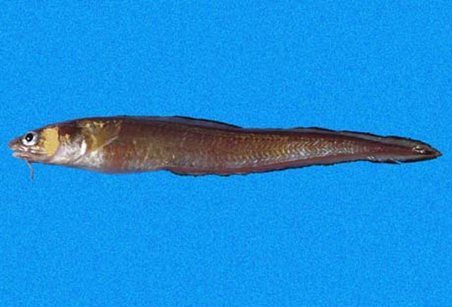 Lepophidium microlepis