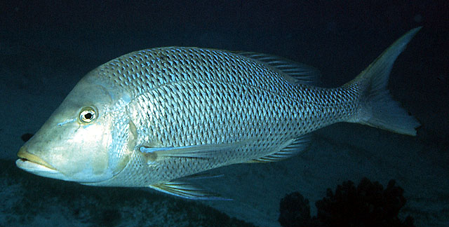 Lethrinus nebulosus