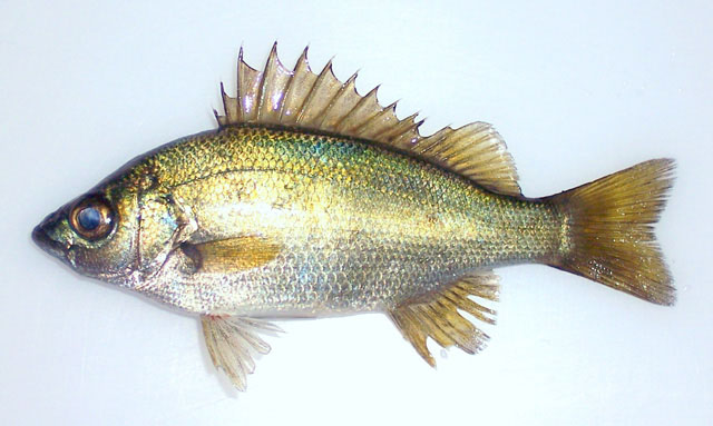 Leiopotherapon plumbeus