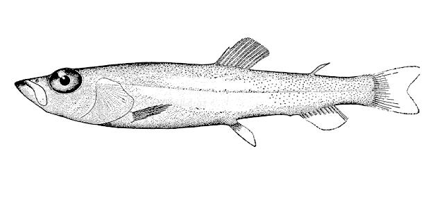 Leuroglossus stilbius