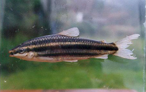 Leporinus striatus