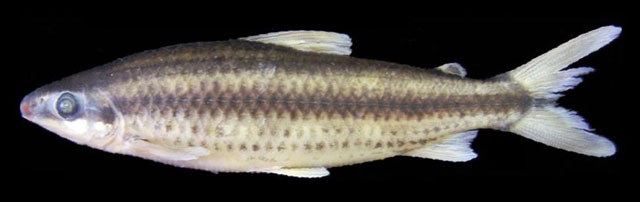 Leporinus striatus