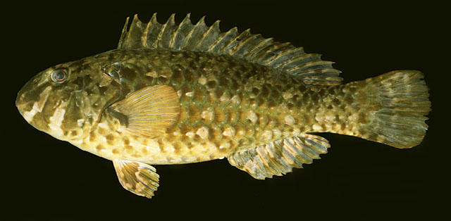 Leptoscarus vaigiensis