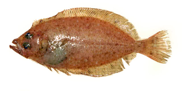 Lepidorhombus whiffiagonis