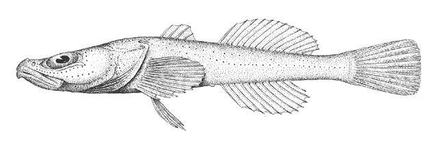 Limnocottus bergianus