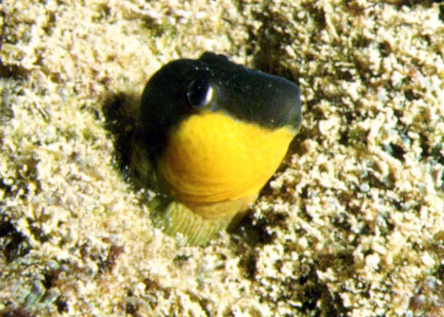 Microlipophrys canevae