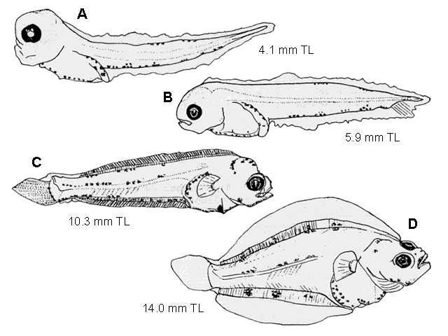 Myzopsetta ferruginea