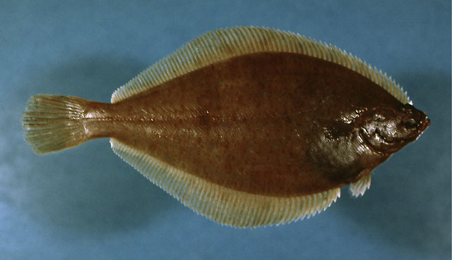 Myzopsetta ferruginea