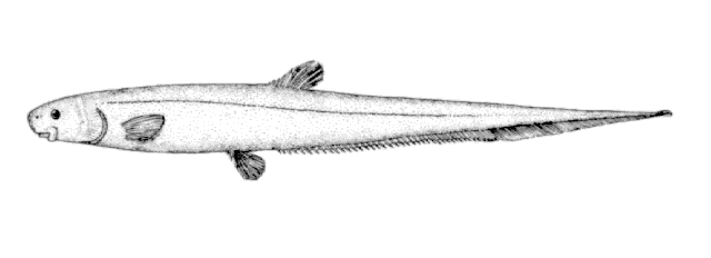 Lipogenys gillii