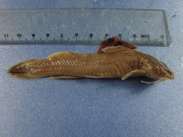 Liobagrus marginatus