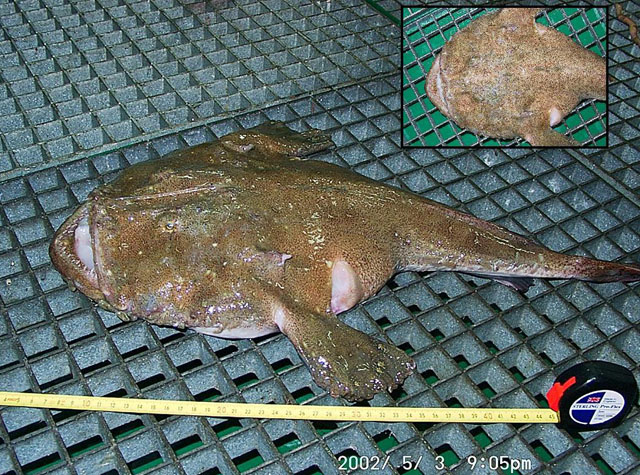 Lophius americanus