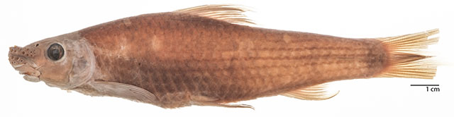 Lobocheilos cornutus