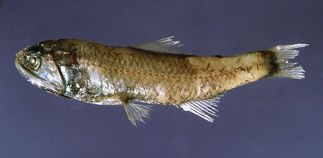 Lobianchia gemellarii