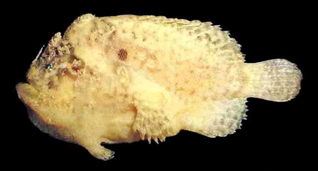 Lophiocharon hutchinsi