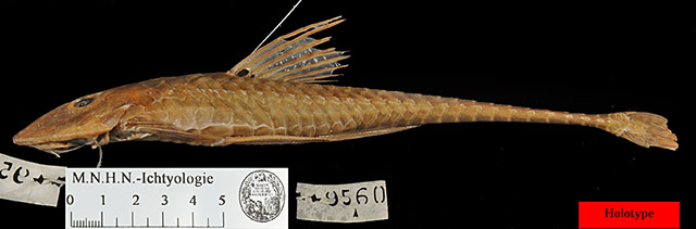 Loricariichthys maculatus