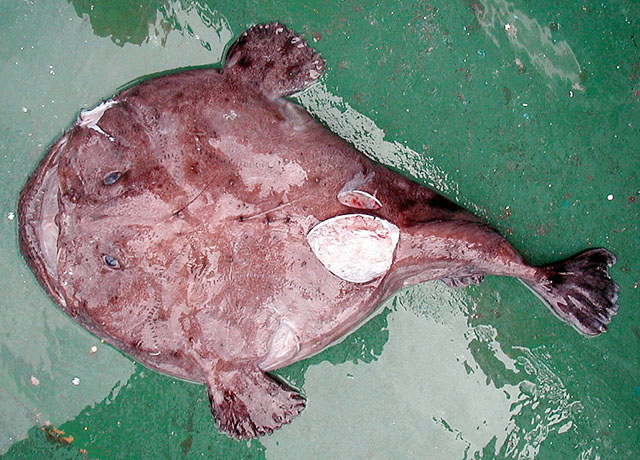 Lophius vaillanti