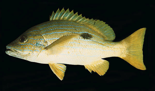 Lutjanus coeruleolineatus