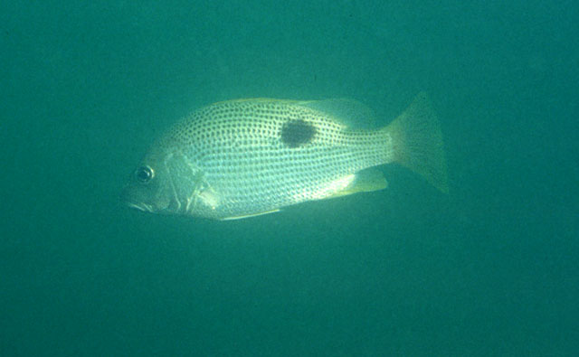 Lutjanus johnii