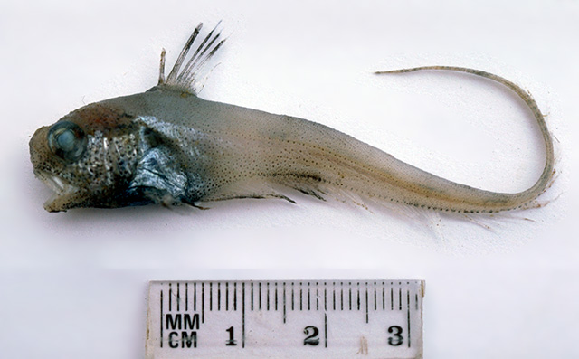 Lucigadus microlepis