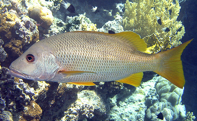 Lutjanus monostigma