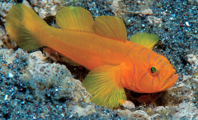 Lubricogobius ornatus