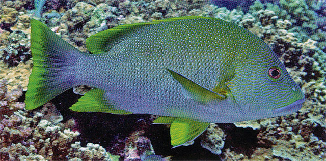 Lutjanus rivulatus