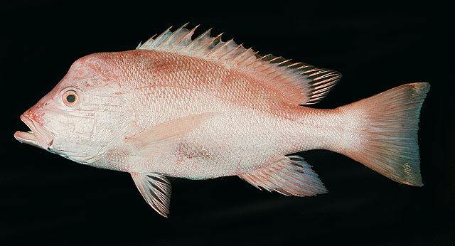 Lutjanus sanguineus