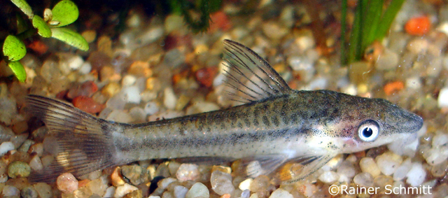 Otocinclus affinis