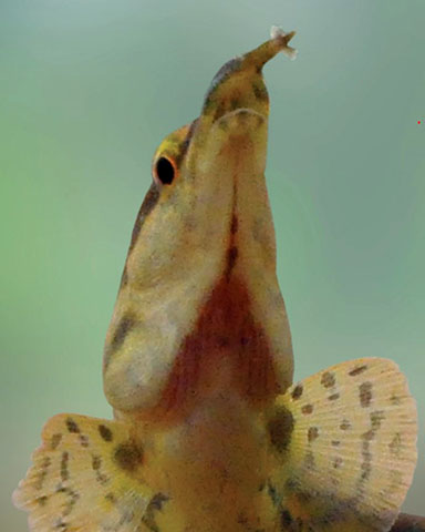 Mastacembelus armatus