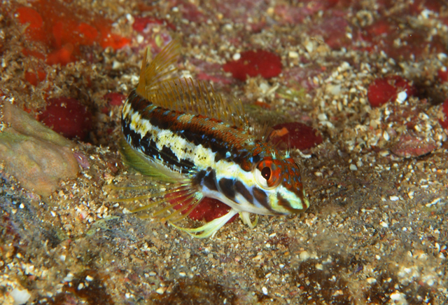 Malacoctenus brunoi