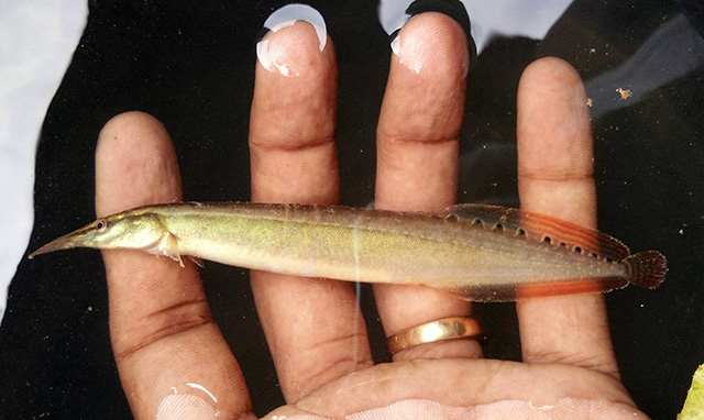 Macrognathus dorsiocellatus