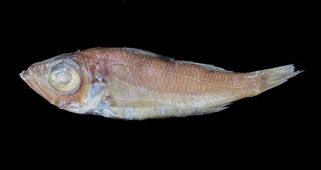 Malakichthys levis