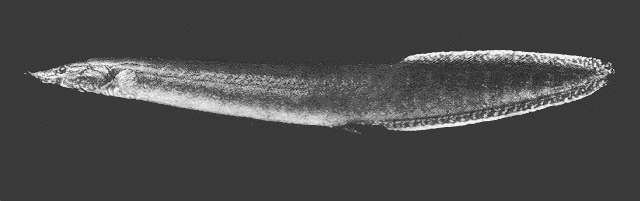 Macrognathus maculatus