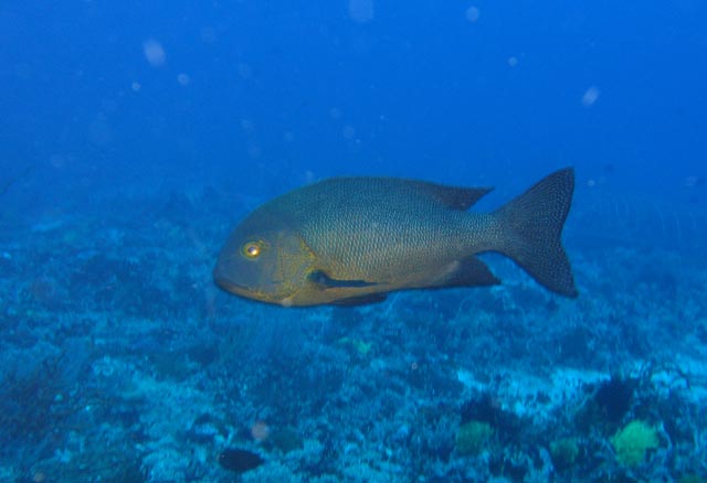 Macolor macularis